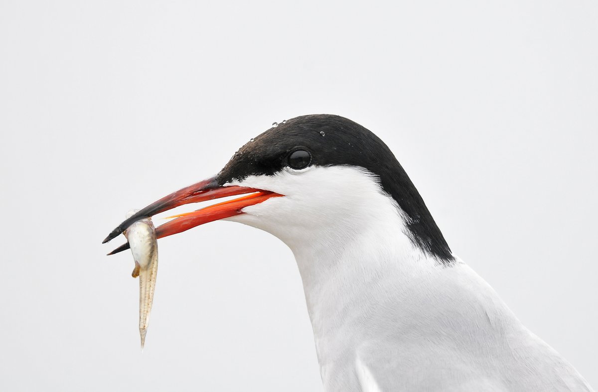 close up of adult common tern with prey