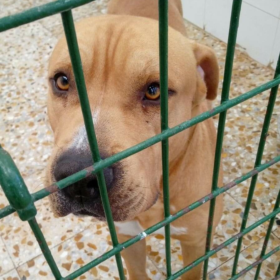 ARPA Aranjuez on Twitter: llegó a la perrera de Aranjuez hace más de 4 años. Sus supuestos dueños le entregaron diciendo que era "agresivo con personas chulas". entonces está con