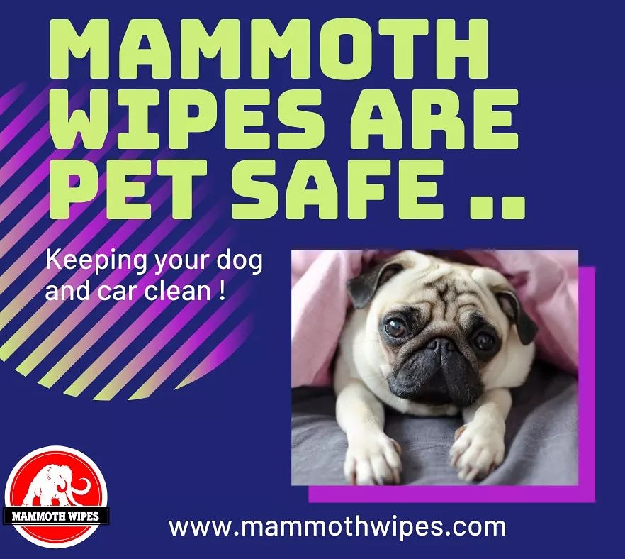 Did you know <a href="/mammothwipes/">mammothwipes</a> are pet safe? Now you can clean that pooch.. #mammothwipes #petsafe