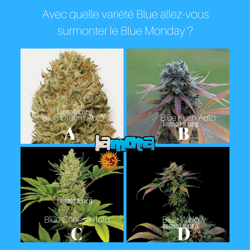 lamotagrow's tweet photo. ¡Hoy es el #BlueMonday! Dicen que es el día más triste del año ¿Con qué variedad #Blue vas a sobrellevarlo?
A. #BlueDreamAuto
B. #BlueKushAuto
C. #BlueCheeseAuto
D. #BlueWidow https://t.co/uhqbnzmzyC