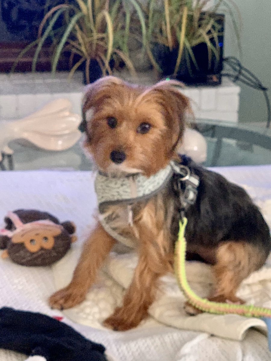 thedogsof30a's tweet photo. Good morning everypawdy! I am@a rescue and want to remind y’all to Adopt don’t shop!!!! We are waiting for you! #AdoptDontShop #adoptionsaveslives #RESCUED #rescuseismyfavoritebreed #30aWoofWoofPack #30aTribe #DogsOf30A https://t.co/giPLYc6r85