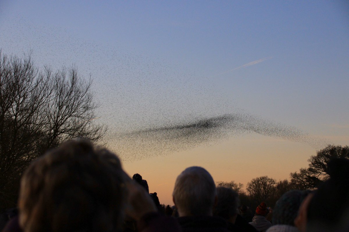 A great day on the Somerset Levels finished off by a fabulous Starling murmuration 📸 

@Natures_Voice @RSPBHamWall 
@BBCEarth @BBCSpringwatch #HamWall #SomersetLevels #StarlingMurmuration