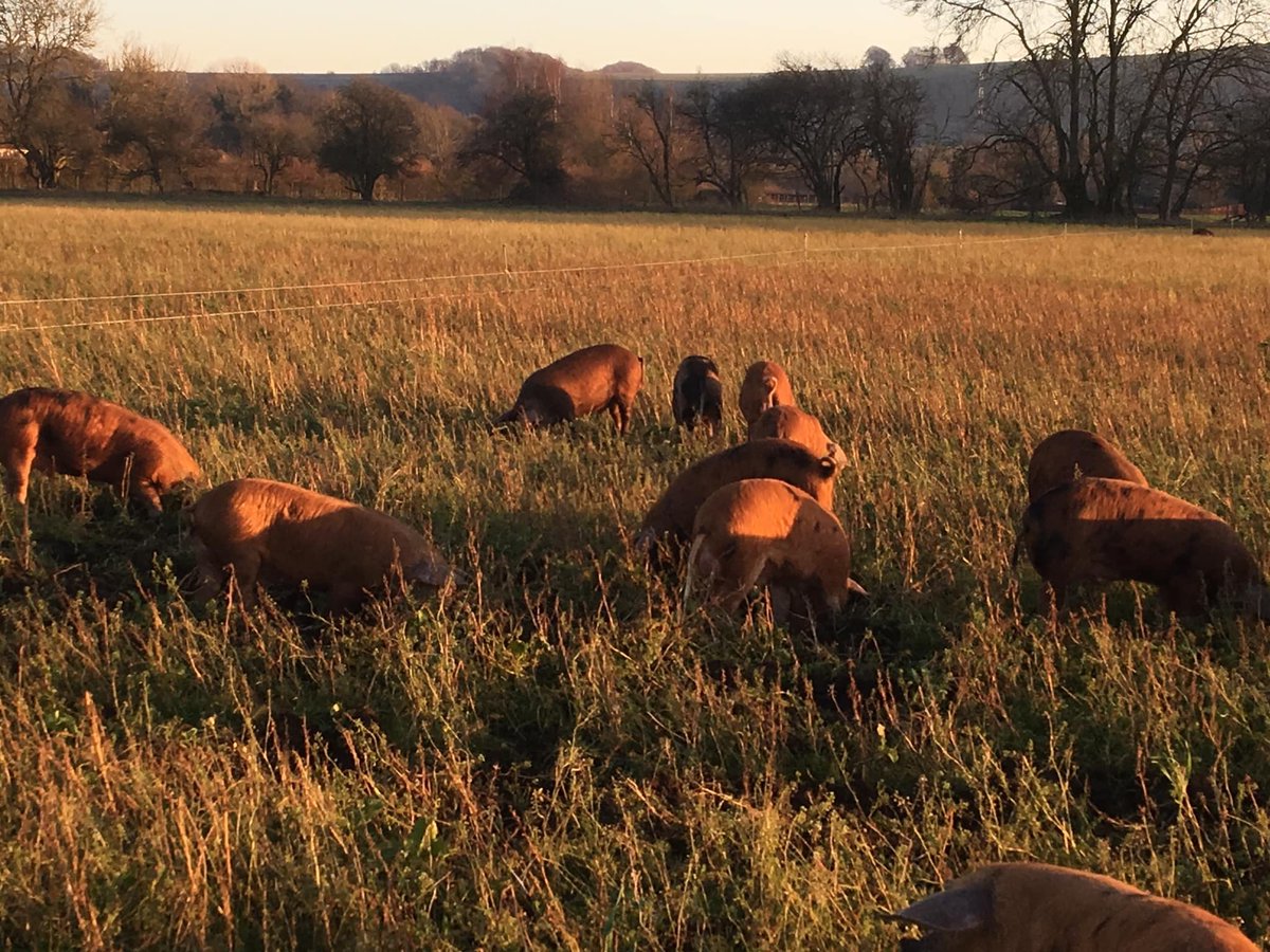 OxfordPig's tweet photo. #OSBPG supporter Rachel Rivers of Lawn Farm know how to keep #HappyOSBPigs and #HealthyOSBPigs #HappyMonday  @AHDB_Pork @RDalesgroup @rbstnorthscot @RBST_Caledonian @BictonHomeFarm @NFFNUK @slowfooduk https://t.co/eqdrge4MOS