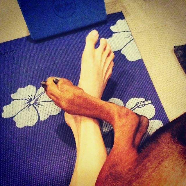 VickiYu's tweet photo. Savasanaaaaaah 🕉🧘🏻♀️🐾 .
.
.
.
🐾 (#velcrodogs will not stay on their own mat, they will end up on yours❤️) #yogawithdogs #zendogs #yogadog #dobermann #reddoberman #reddobie #dobielove #alldoberman #dobermanpinscher #dogsofinstagram #dog #dobelove #instad… https://t.co/EtHLVRIgxI https://t.co/WuZg7ZvN9j