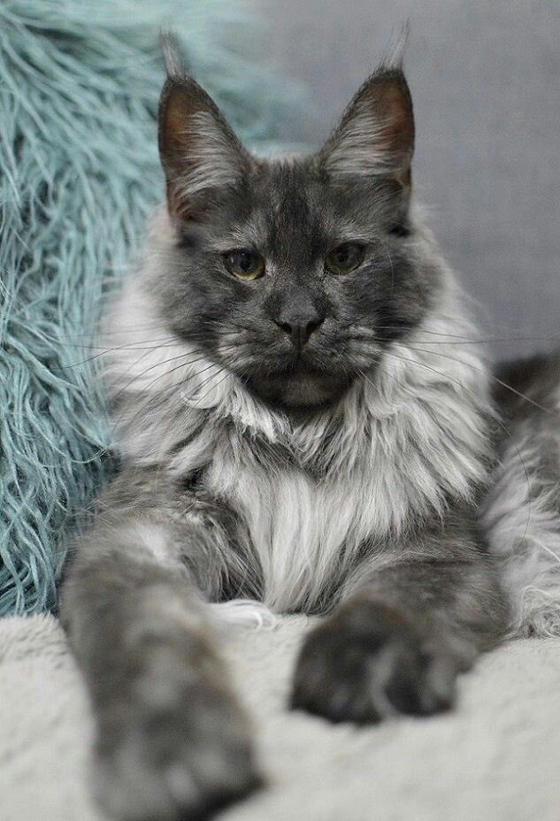 threadsofts's tweet photo. -Le maine coon est une race de chat à poil mi-long originaire de l'État du Maine aux États-Unis. 
-taille : grande 
-poids pour un mâle est de 5,9 - 8,2 kg (Adulte) , le poids de la femelle est de 3,6 - 5,4 kg (Adulte) https://t.co/d8uX3wQUtM