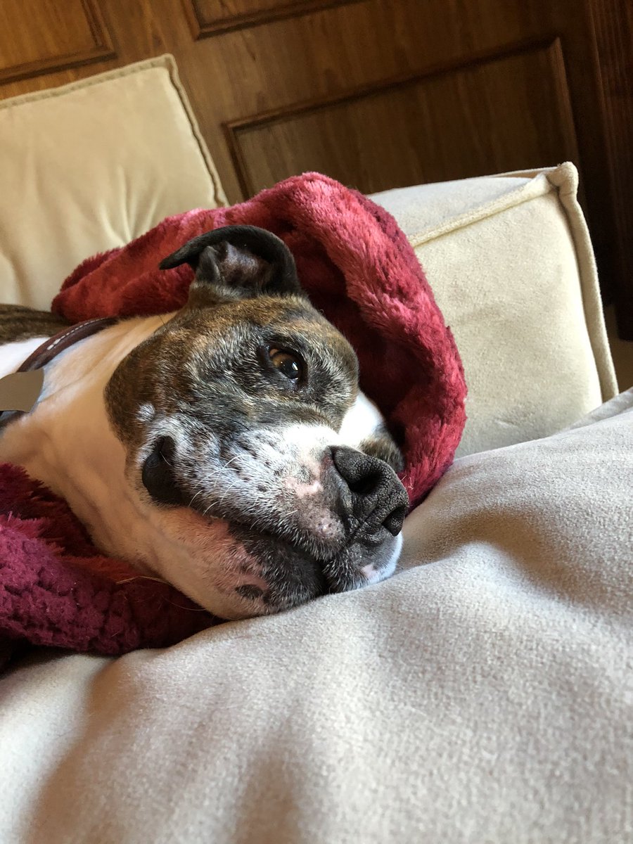 Layla’s post walk relaxing always looks like pure bliss