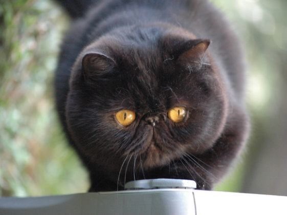 threadsofts's tweet photo. -L'exotic shorthair ou simplement exotic est une race de chats originaire des États-Unis.
-taille moyenne à grande 
-poids : 3,5 à 7 kg https://t.co/hM9ur6ZHBA
