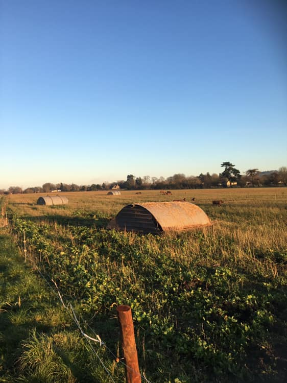 OxfordPig's tweet photo. 22 Acres of #OSBPig heaven.  How the Sunshine makes everything seem okay.  @WheatleyPkFarm @RBSTrarebreeds @NFUEducation https://t.co/7fHr4tefoK