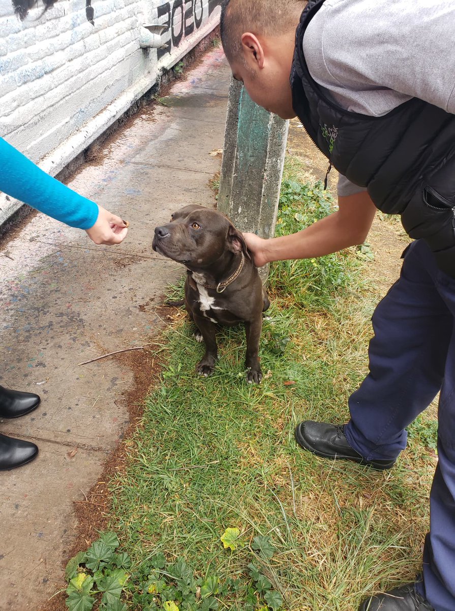tlalpanpet's tweet photo. Nos piden compartir lo siguiente:

Abandonaron un perrito en la lateral de la Autopista México-Cuernavaca. Alguien que lo pueda adoptar? https://t.co/A2otqumAlz