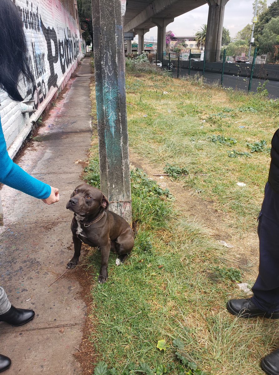 tlalpanpet's tweet photo. Nos piden compartir lo siguiente:

Abandonaron un perrito en la lateral de la Autopista México-Cuernavaca. Alguien que lo pueda adoptar? https://t.co/A2otqumAlz