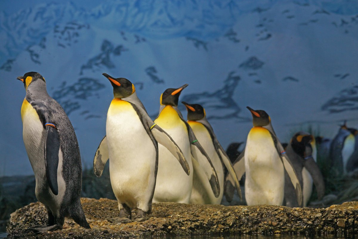 RowanvaleBooks's tweet photo. Happy Penguin Awareness Day!
#PenguinAwarenessDay #Penguins #RVBooks #WritingCommunity #WritersCommunity #writerslift https://t.co/94FBdjgu5e