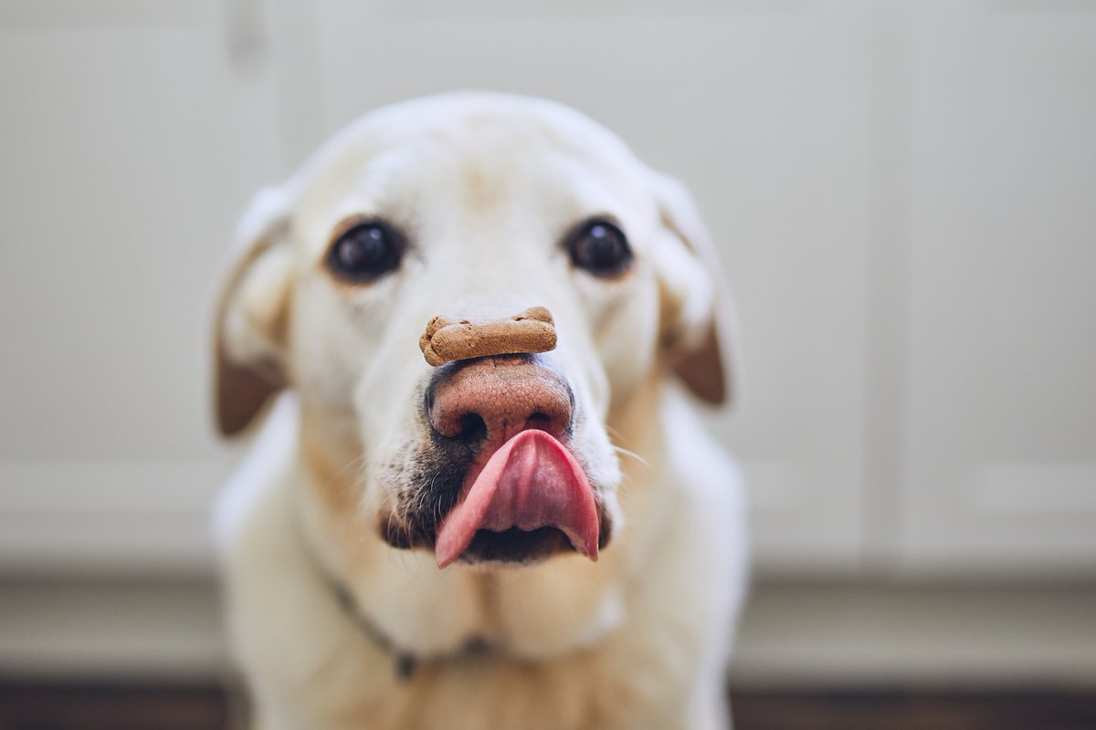 cartpartners's tweet photo. As the saying goes, "we make no bones about it".  We can get your online store up and running in no time and give you all the support you need in order to be successful.  Call for a free consultation.  951-391-3624  #ecommerceplatform https://t.co/IlQ0lqiXh4