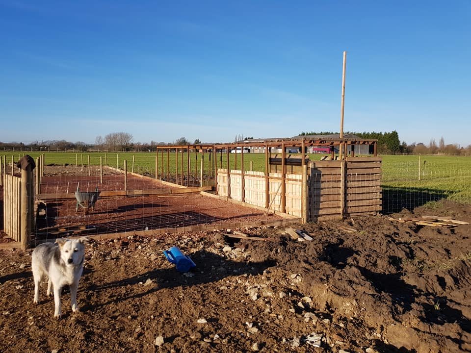 OxfordPig's tweet photo. #OSBPG fans are an industrious lot.  The weather has encouraged us to get our outside jobs done.  Making areas of hardstanding for our #OSBPigs helps to keep them dry and feed stations are easier to get to.  #HealthyOSBPigs #HappyOSBPigs with Catherine Giles https://t.co/igKNfiYPbs