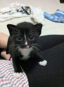 marillion13's tweet photo. Okay, this kitten isnΒ΄t completely black, but #BlackCatsStealHeartsNotSouls!!! #NoBadLuck #MiniPanthers #Panfurs
π½π½π½πππ
@PushkinPanther @ColeTheBlackCat @MorrisAnimal @CatChanceSarnia @iammoshow @HomerBlindCat https://t.co/nhrjqfiPdb