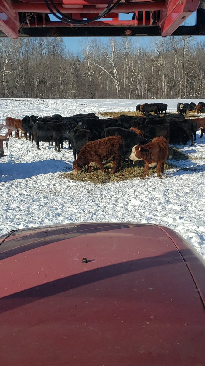 WillArmitage5's tweet photo. Calves alots ready to wean but still enjoying some decent hay and sun outside https://t.co/UNlP5uoFuO