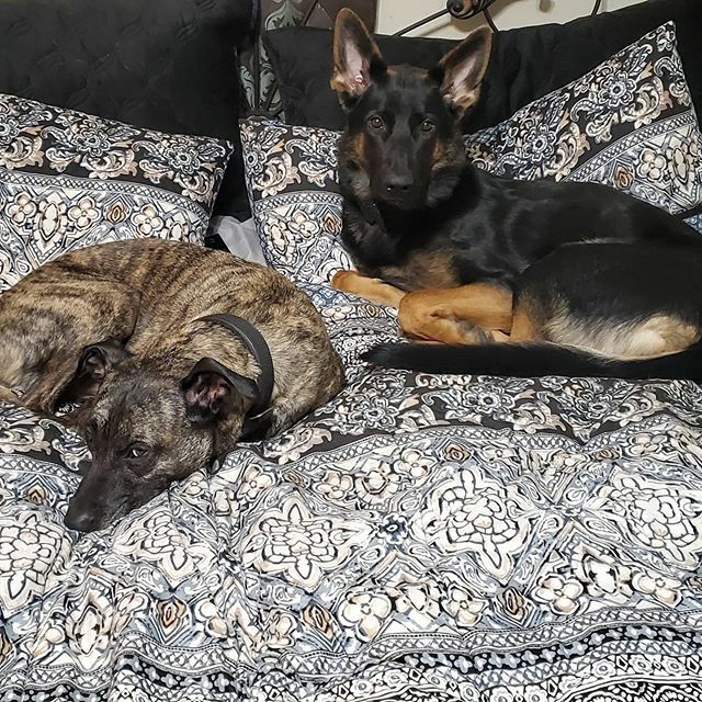 HiDef_K9's tweet photo. When you walk in to go to bed and the dogs have claimed their spot...⁣
⁣
#hidefk9 #k9leara #k9handler #explosivesk9 #bombdog #blackandtan #k9jax #utah #trackingk9 #plottpitmix #garyveechallenge #rarecalm #k9unit #workingdog #mansbestfriend #companion https://t.co/oRBkpcFv2x