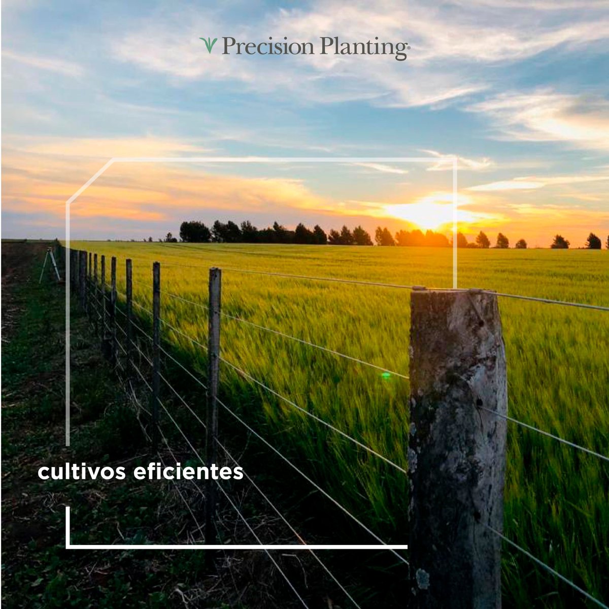 Precision Planting Argentina tweet media