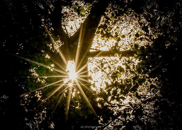 Sometimes I live in a world with three suns...⁠
\\⁠
.⁠
.⁠
.⁠
.⁠
.⁠
.⁠
#sunflare #lightflare #divine_forest #splendid_tree #tree_magic #picturetokeep_rural #ig_nature_naturally #splendid_woodlands #raw_alltrees #loves_trees_rural #nature_worldwide… bit.ly/2TGWRsw