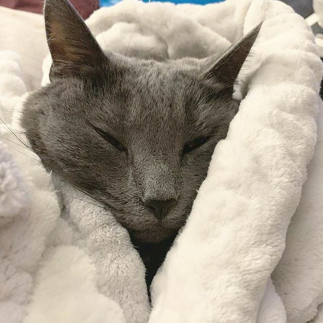AlexYargeau's tweet photo. She’s a big mood. #rubywhy https://t.co/ENN1645TfI https://t.co/aQiz10gyja