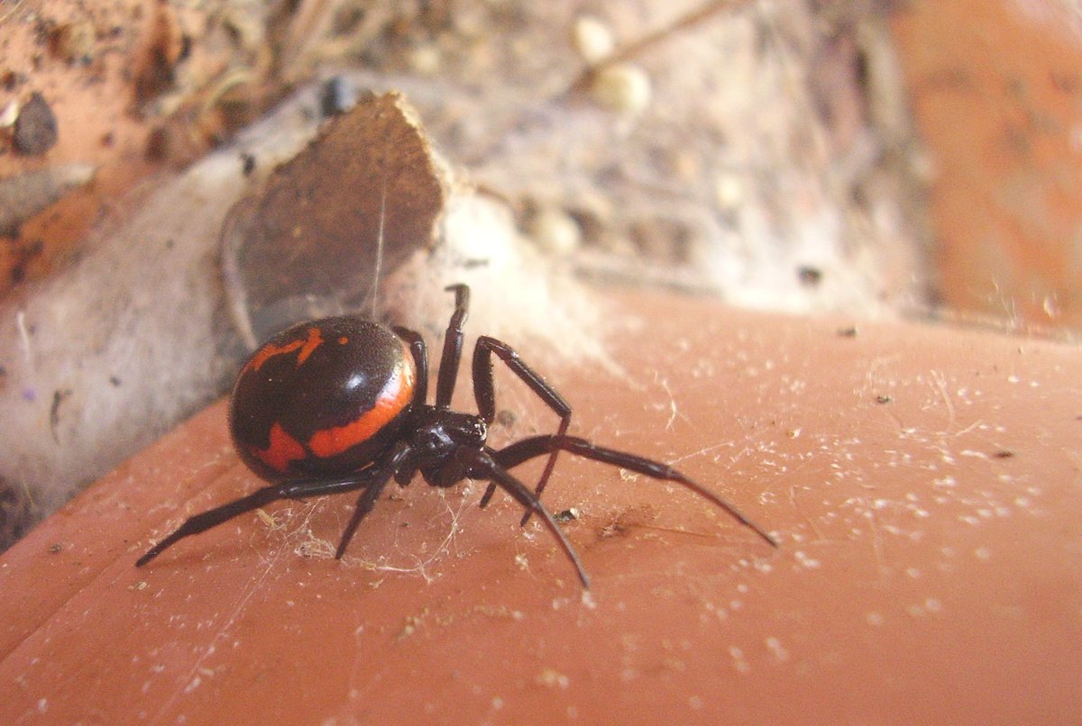 (oulah j'ai délaissé ce thread en reportant un peu trop les ajouts à faire x) )Attention à ne pas confondre Steatoda paykulliana, de la famille des Theridiidae (photo 1) avec Synema globosum de la famille des Thomisidae (photo 2) :)