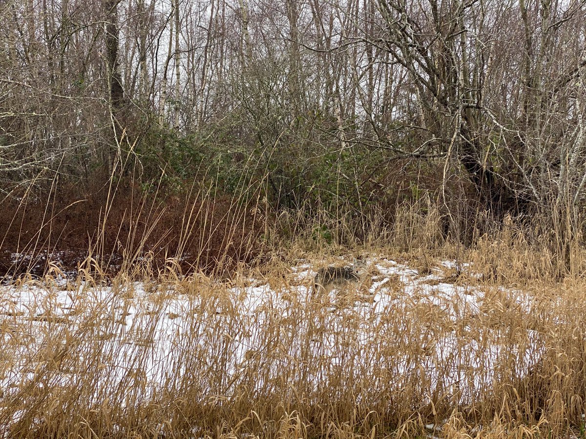 osprey2015's tweet image. My last morning walk along the Dyke in Richmond. A coyote came out to say goodbye.