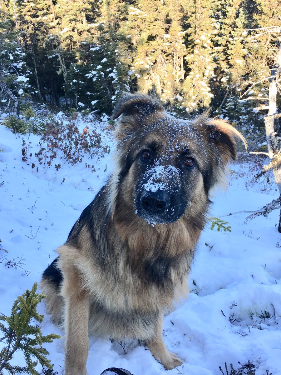 ProfHancockMUN's tweet image. Finn’s first real winter. #snowmaggedon2020 #petsofMUN