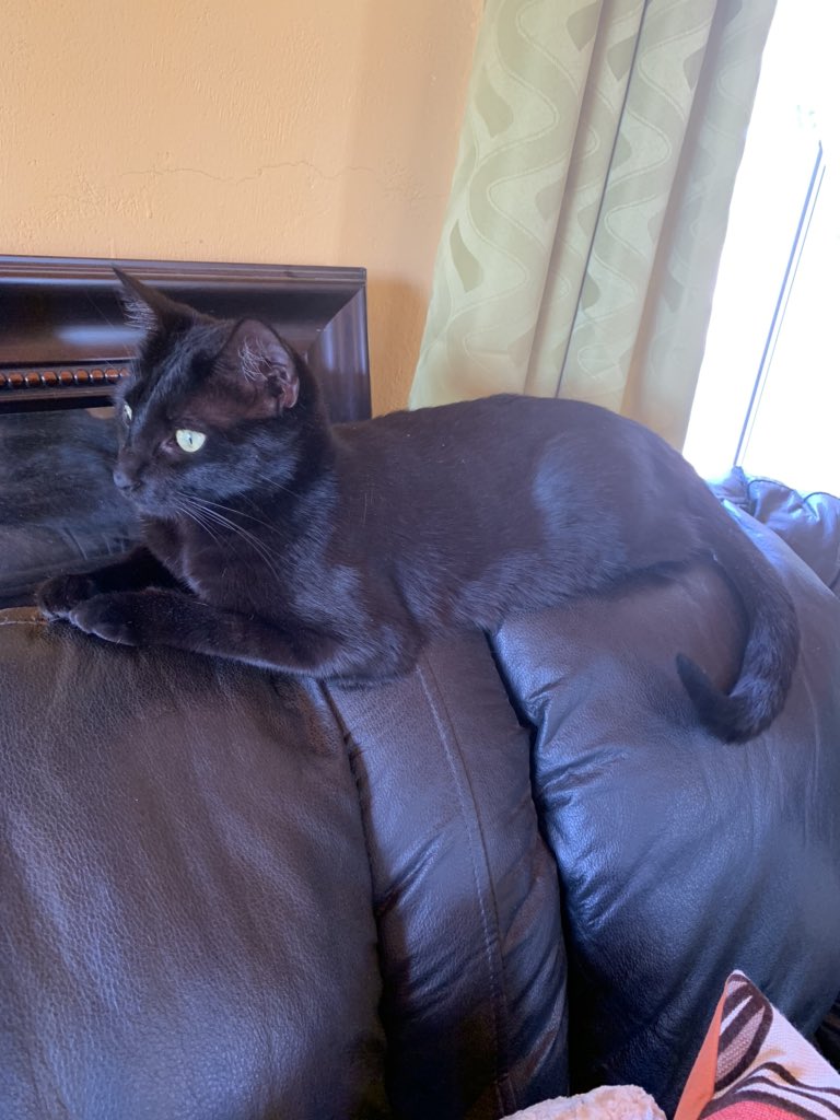 Hola amigos que tengan una feliz noche ❤️❤️🥰🥰🥰 <a href="/gatitos_qctd/">✨ Gatitos que curan tu depresión ✨</a>