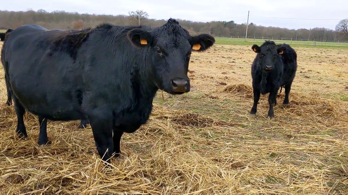 d_forge's tweet photo. La vidéo de demain matin portera sur l’agriculture de conservation des sols

Comment ça marche, pourquoi cette pratique culturale, ça donne quoi sur le terrain ? Chez @FthomasTcs

Définition par la @FAO : https://t.co/7vRvRilvxf https://t.co/Xe50bXlbXC