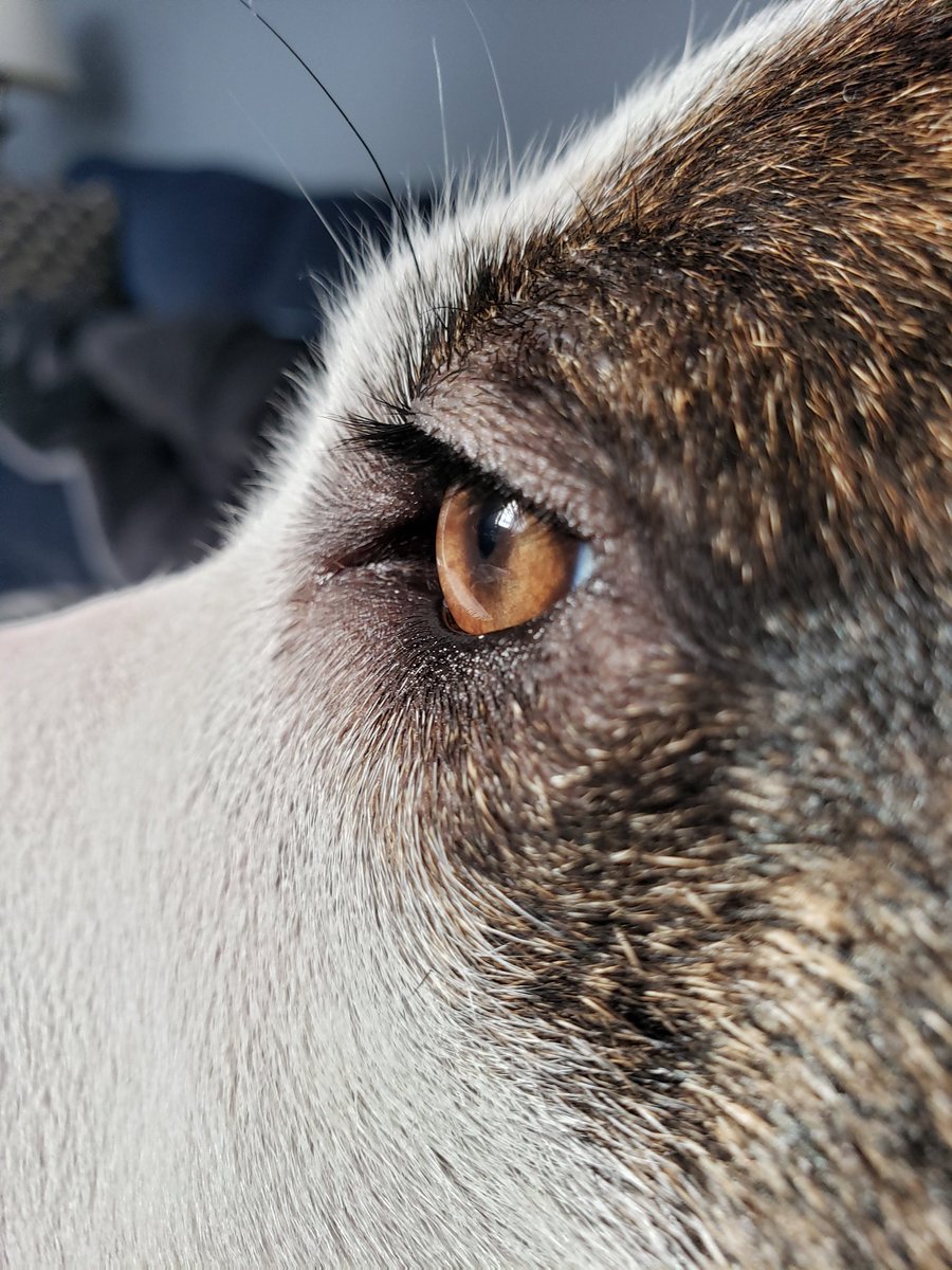 samip02's tweet photo. My dog has fuller eye lashes than me... https://t.co/JrjFO1MRrT