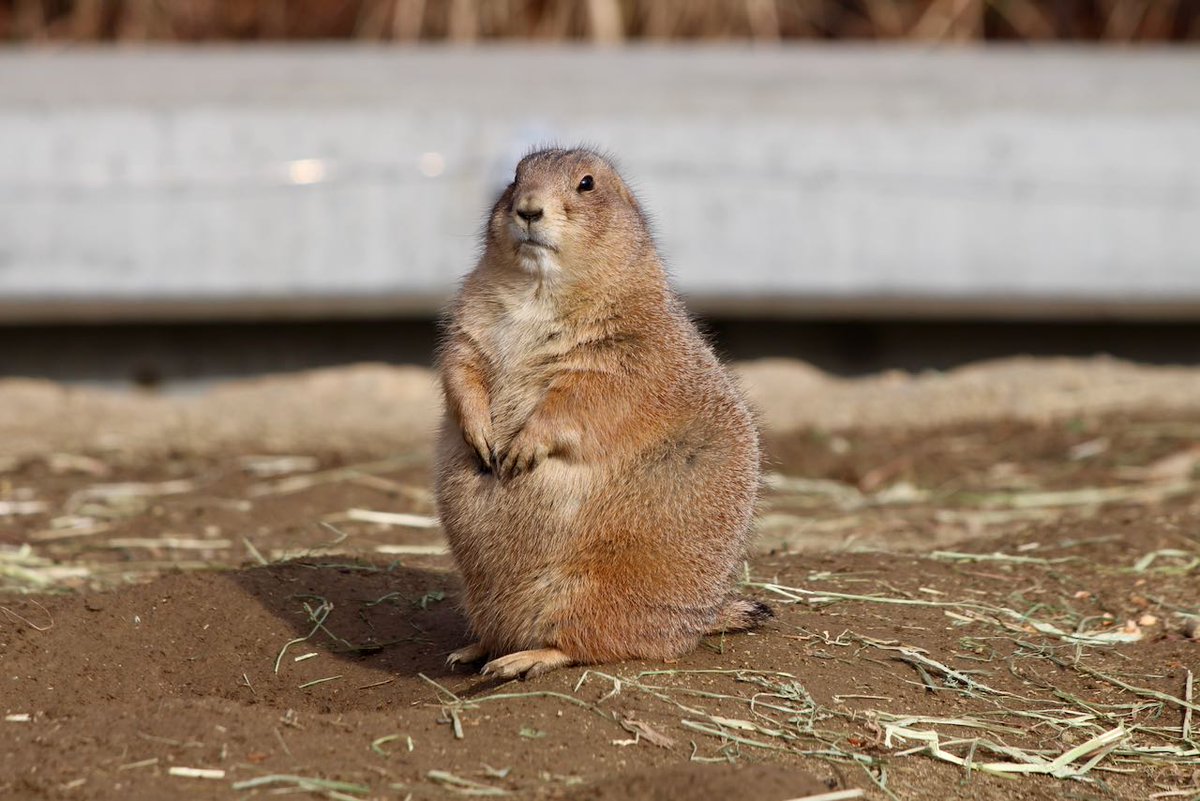 We're #prairiedogs and we're ground #squirrels. We're also maligned in the American West even though we are critical to the ecosystem and environment. Don't be cruel, Americans. Don't be cruel, Britons. #UKgreysquirrel2020