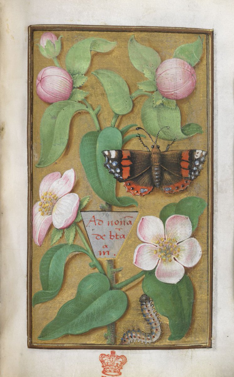 Apple blossom with a caterpillar and a red admiral butterfly