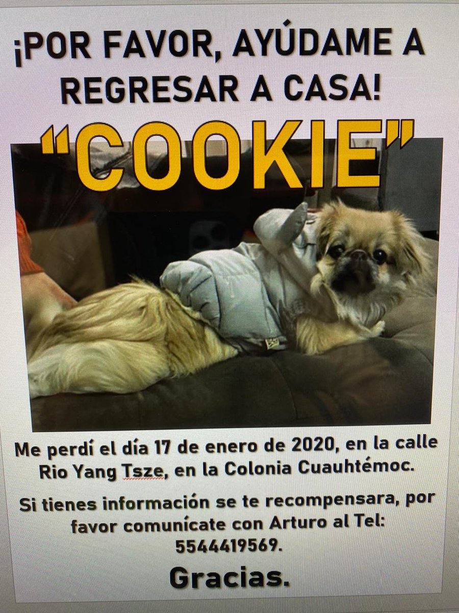TapiaFernanda's tweet photo. Ojo, no es mi Cuqui, es otra Cookie pero necesita ayuda https://t.co/12iDb2IDBi