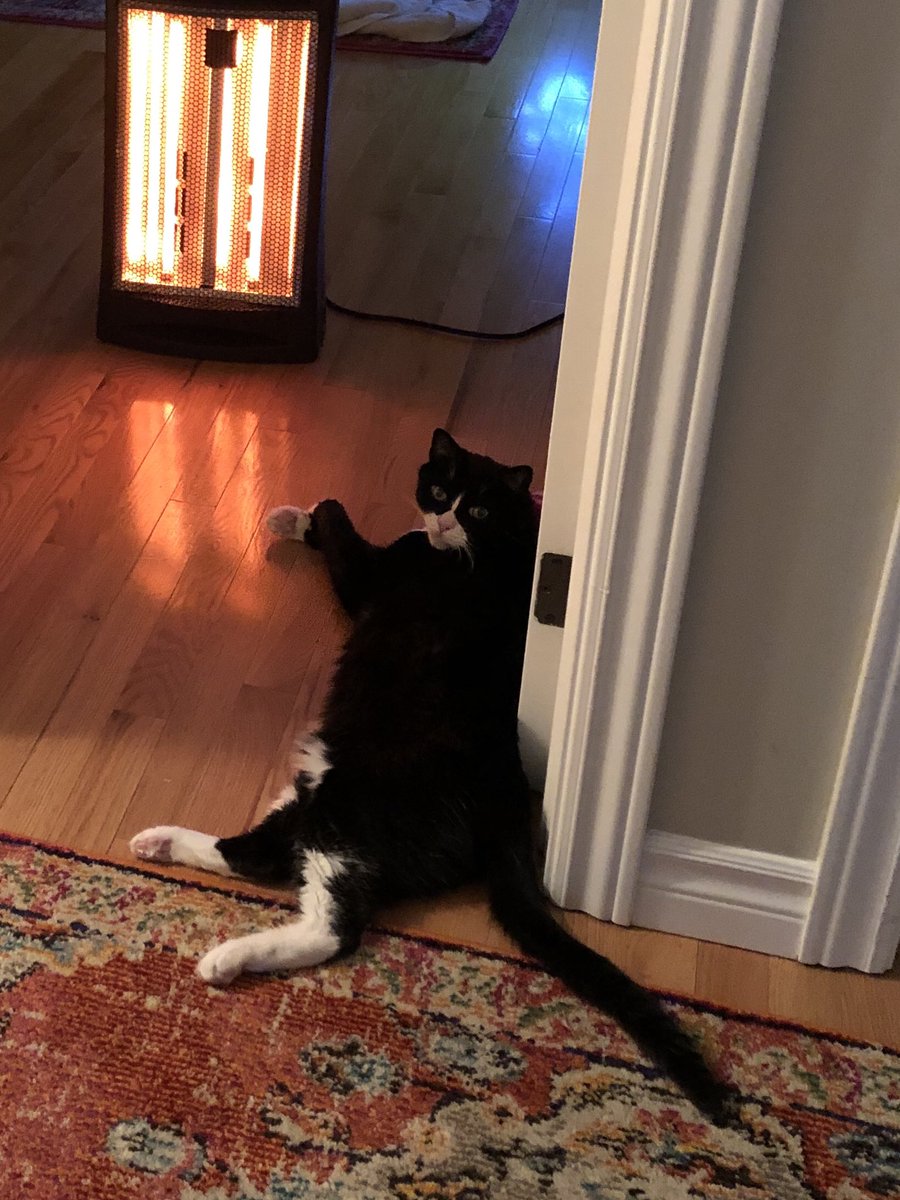 kiminca25's tweet image. Liam Neeson has his own heater 🙀 he’s from California 🥰🥰 #PetsOfMUNSociology