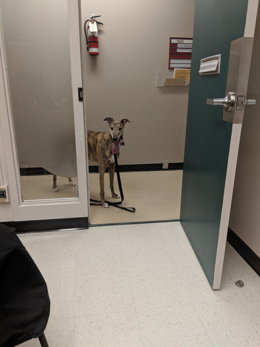 hollytobin's tweet image. Totally have to jump on the #PetsofMUN bandwagon. Here's Ginger - CEP's other "K9 officer" who drops into the office from time to time! @MemorialU