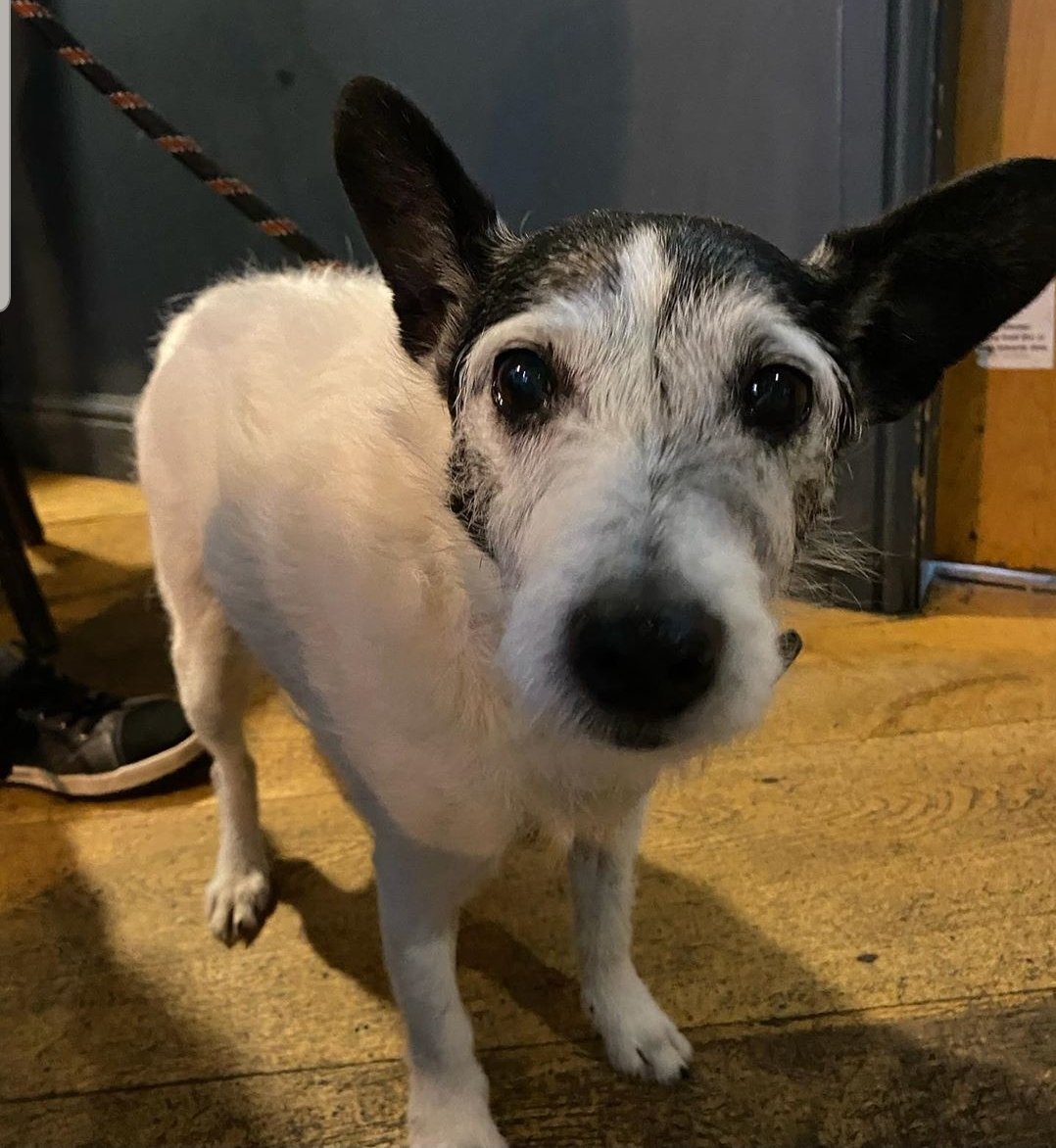 Dog of the week, lovely Pickles 🐕🐶🐩 @Dogfriendlybse @ourburysteds @wscBeer #dogsfriendly #dogsarefamily #dogslife #pub #dogwalking #mansbestfriend