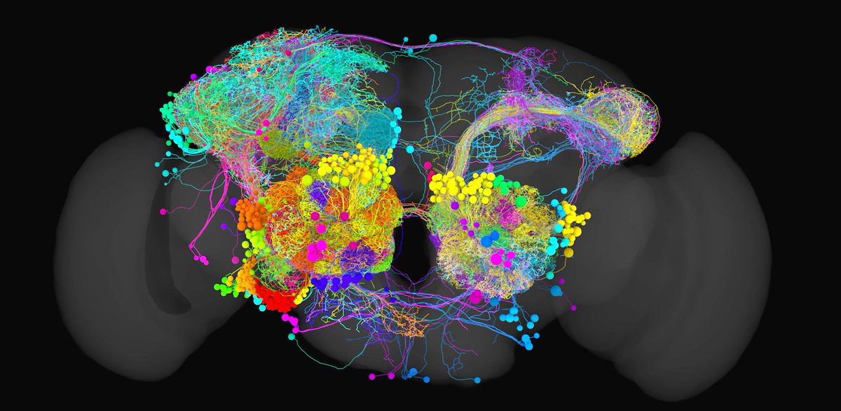 Greg Jefferis (@gsxej) on Twitter photo Excited to share our <a href="/biorxivpreprint/">bioRxiv</a>: #connectomics reconstruction of olfactory circuits in the #Drosophila brain led by <a href="/as_bates/">Alexander Bates</a> @MRC_LMB, <a href="/uni_matrix/">Uni Matrix</a> <a href="/martamcosta2/">Marta Costa</a> <a href="/CamZoology/">Dept of Zoology</a>. Collaboration with @ddavi, <a href="/ScottishWaddell/">Scott Waddell</a>, Gerry Rubin <a href="/HHMIJanelia/">HHMI | Janelia</a> 1/12 biorxiv.org/content/10.110⦠Excited to share our <a href="/biorxivpreprint/">bioRxiv</a>: #connectomics reconstruction of olfactory circuits in the #Drosophila brain led by <a href="/as_bates/">Alexander Bates</a> @MRC_LMB, <a href="/uni_matrix/">Uni Matrix</a> <a href="/martamcosta2/">Marta Costa</a> <a href="/CamZoology/">Dept of Zoology</a>. Collaboration with @ddavi, <a href="/ScottishWaddell/">Scott Waddell</a>, Gerry Rubin <a href="/HHMIJanelia/">HHMI | Janelia</a> 1/12 biorxiv.org/content/10.110ā¦
