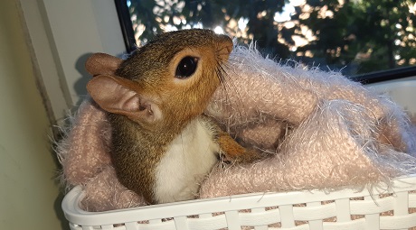 squirrels_urban's tweet photo. GREY SQURRELS ARE NATIVE TOO! Why not! The habitat changes, and some animals that thrived in the old habitat can no longer thrive in the new one, whereas introduced  species succeed and take over their function in the ecosystem. It’ called nature! #UKgreysquirrel2020 https://t.co/M2dtsdMoov