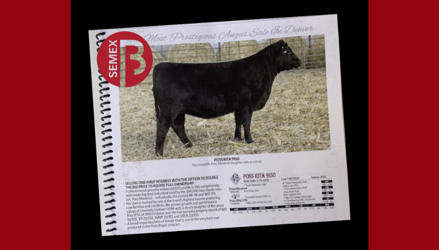 Semex's tweet photo. Congratulations to Poss Angus on their sale topping Poss Maverick daughter - Topping the prestigious Foundation Female Sale in Denver during the National Western Stock Show for $100,000! #NWSS2020 #SemexBeef https://t.co/wwzLOAeuNF