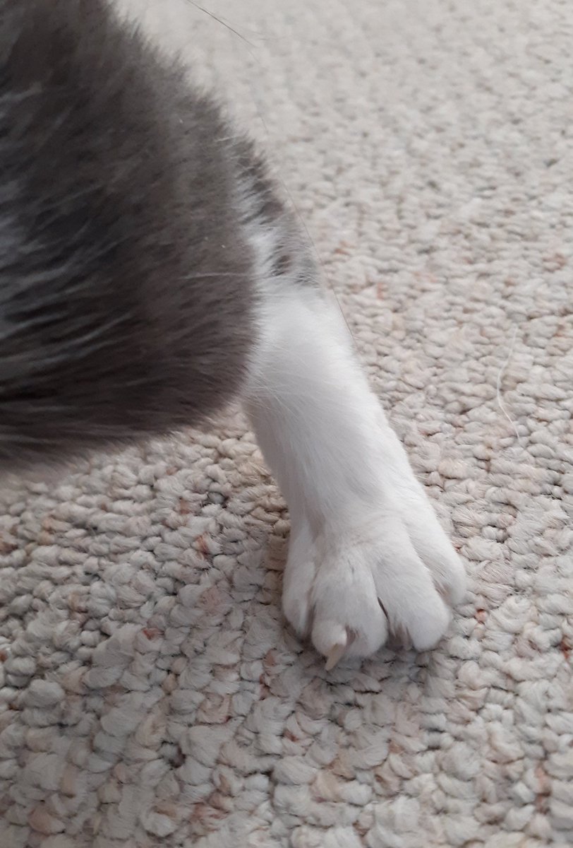SKINNYB76038403's tweet photo. For Skinnys #MondayFunday
Today's game is called pick-a-part.
Pick any part of yoor furry self and post a pickture of it! Use the hashtag #PICKAPART๐ป
I'll go first. This is my wonky toe. It's wonky.
Ok, yoor turn!
Play and retweet to see fun pics!
#CatsOfTwitter #cats https://t.co/pRZiWq95MW