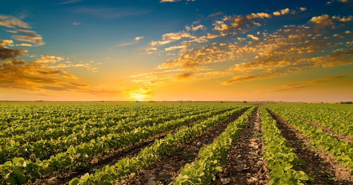 Potassium deficiency typically occurs in older leaves on a #plant first and progresses toward younger leaves. #CropNutrition
Learn More: bit.ly/2NNgX0u