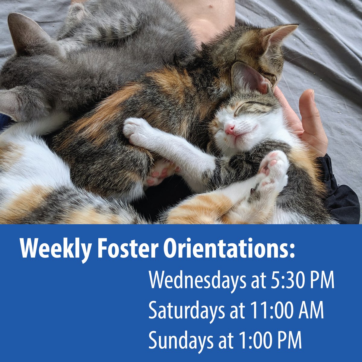 DallasShelter's tweet photo. Do you want a kitten pile up on your lap? Become a #DASfoster! We're recruiting new fosters to prepare for kitten season and we'd love for you to join us! We have open foster orientations weekly on Wednesdays at 5:30 PM, Saturdays at 11:00 AM, and Sundays at 1:00 PM. #BeDallas90 https://t.co/UTOs9rHsto
