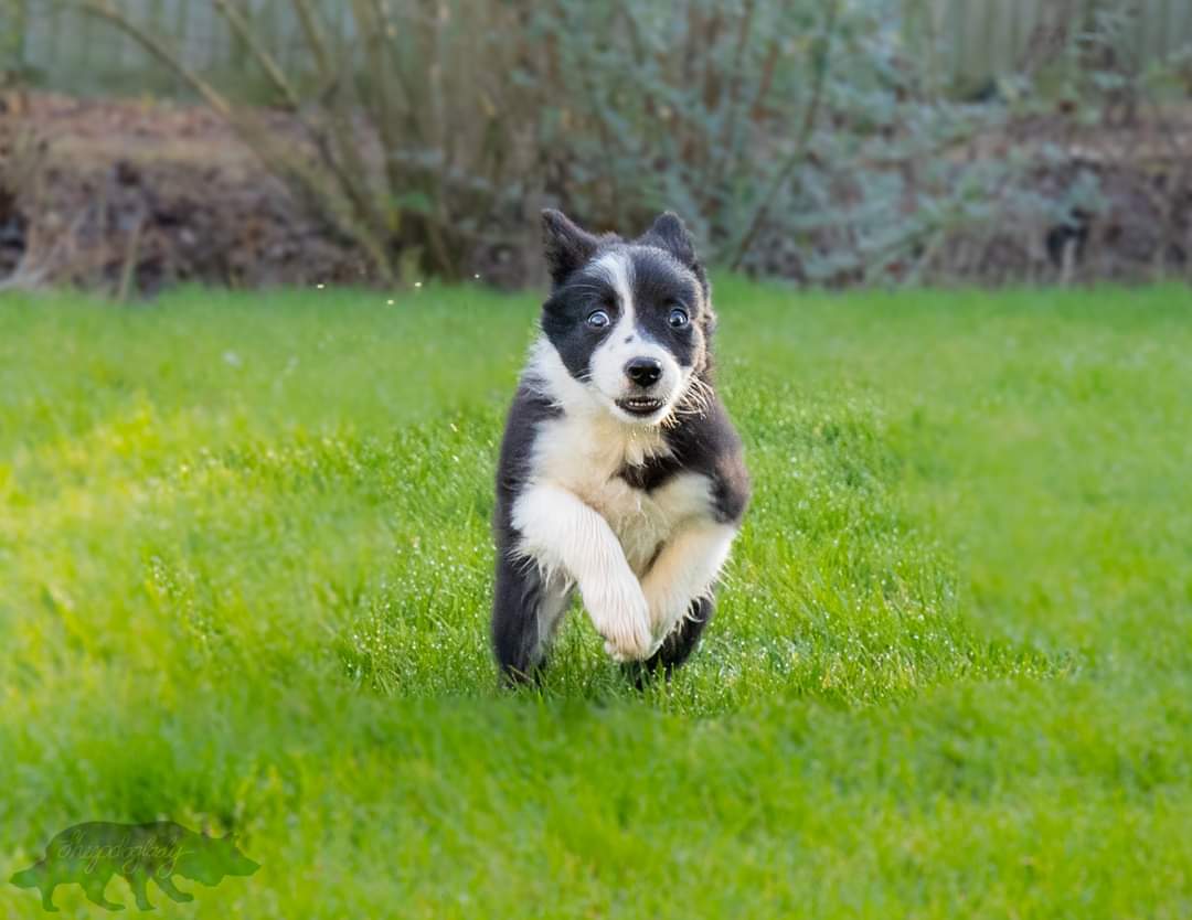 sheepdoglady7's tweet photo. "Here comes trouble!" #sheeppup #puppy #bordercollie https://t.co/T6ZeXWJ8fz