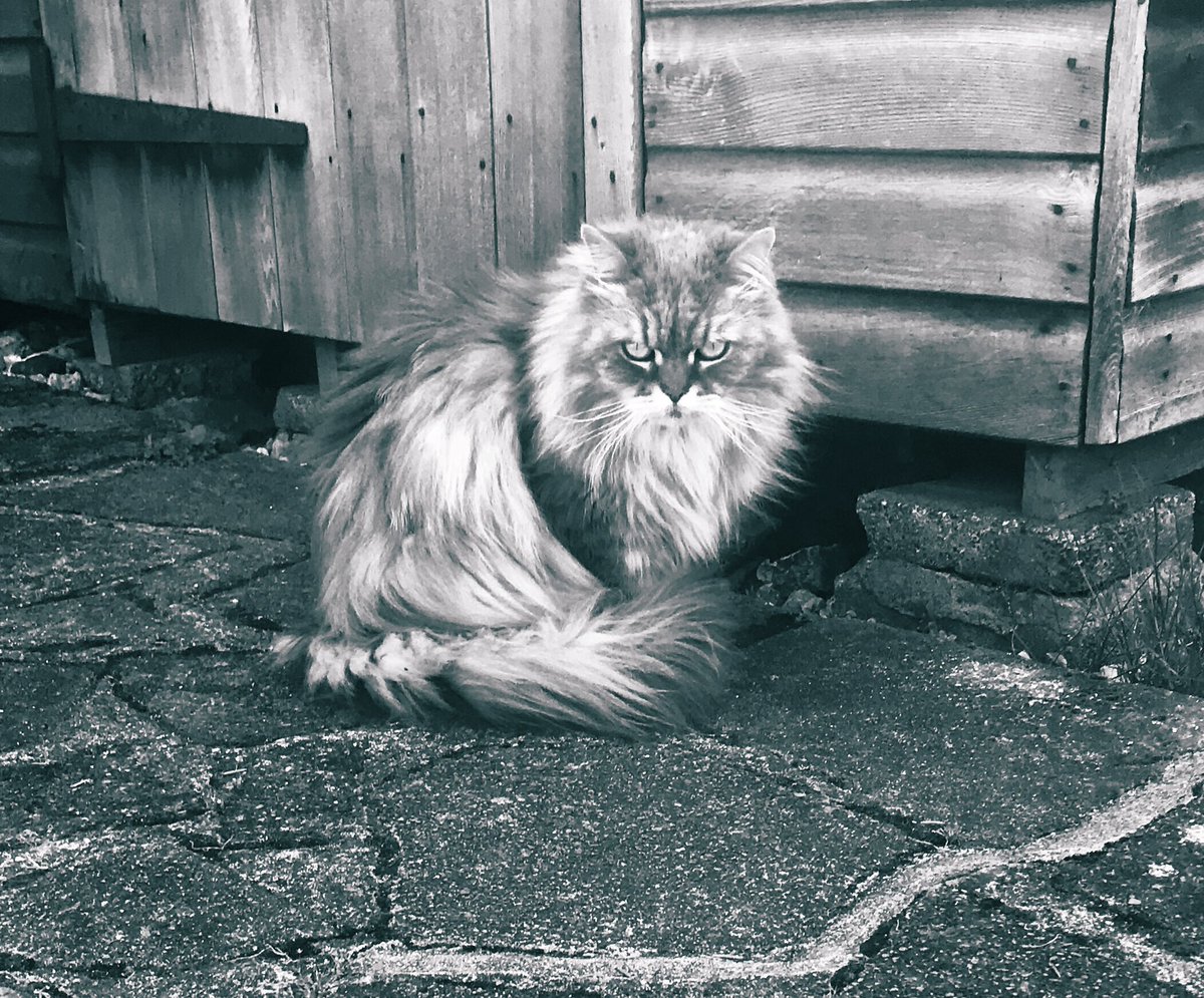 MissIG_Geek's tweet image. RIP Mitsy, you brought us lots of joy, sleep well x 
😢