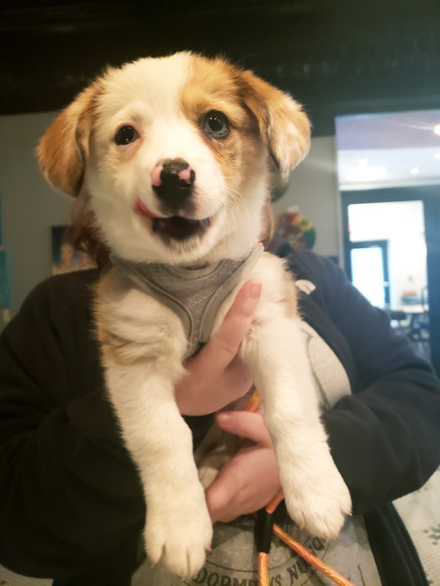 rootcoffeehouse's tweet photo. Winnie is not a Pooh, but she is 50% corgi, 50% mini aussie, and 100% one of the cutest customers to ever grace this coffeehouse. #dogsofroot #icanteven https://t.co/qzr5zokvoi