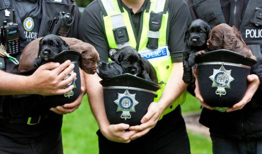 WMP Dog Unit tweet media