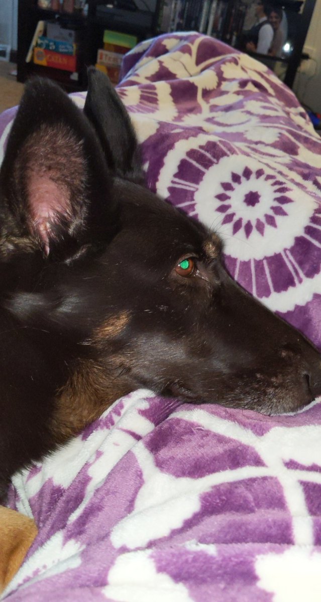 SammTheShepherd's tweet photo. Helping my mom recovery from surgery 💕 https://t.co/RqvhlFV0QL