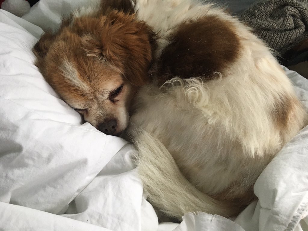 victoriadeir's tweet image. all of my #petsofmun are cuddled up in bed on night four of #snowmaggedon2020