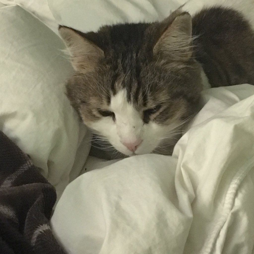 victoriadeir's tweet image. all of my #petsofmun are cuddled up in bed on night four of #snowmaggedon2020