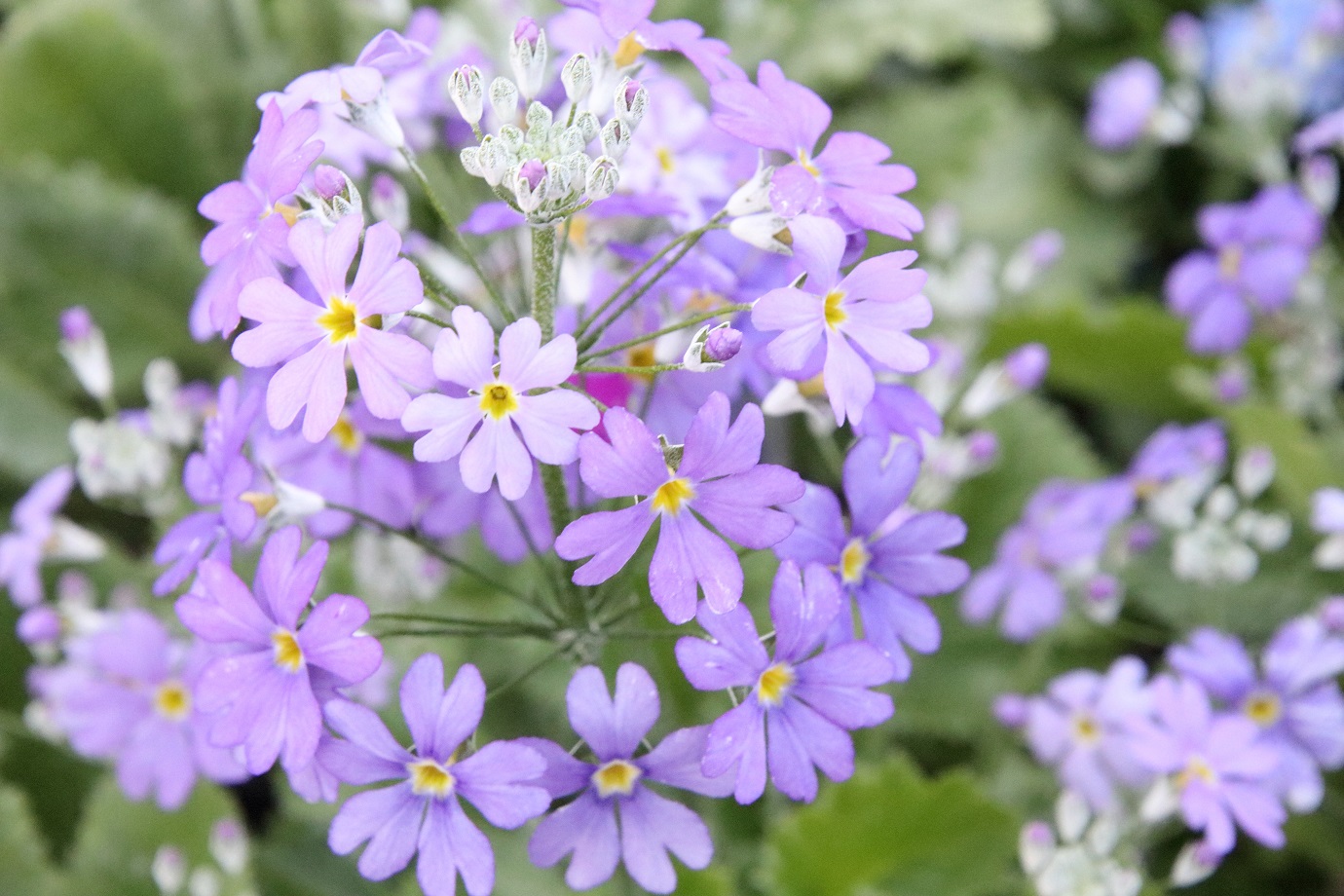 イルカ おはようございます 今日も 感謝 の気持ちと ありがとう が素直に言える一日 そして 笑顔で過ごしましょう 写真は プリムラ マラコイデス メラコ 花言葉 神秘な心 永続する愛情 T Co Xjgct6mvly Twitter イルカ おはようございます 今日も 感謝 の気持ちと ありがとう が素直に言える一日 そして 笑顔で過ごしましょう 写真は プリムラ マラコイデス メラコ 花言葉 神秘な心 永続する愛情 T Co Xjgct6mvly Twitter