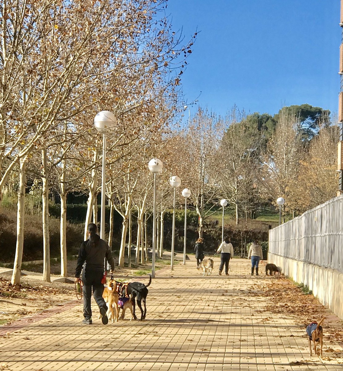 LyfInTransit's tweet photo. Meet the loving pet owners of Madrid, the Spanish capital. They are active, health conscious and mostly happy. Incidentally, Spain has more pets per family than children with almost 20m pets in a population of 4.6m! Interesting info courtesy #joysofwalking #europeyatra https://t.co/PeNt0KDpA6